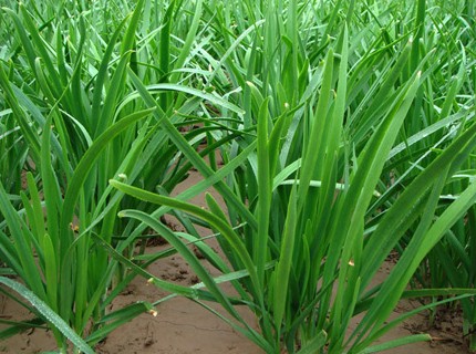 Garlic Chives seed Allium tuberosum